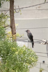 Corvus splendens