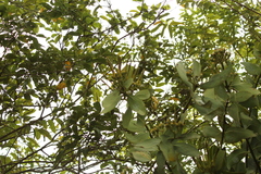 Psittacanthus cucullaris