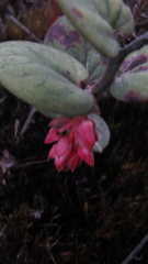 Gaultheria sclerophylla