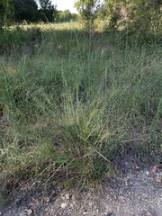 Eragrostis trichodes