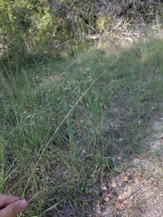 Eragrostis trichodes