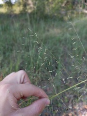 Eragrostis trichodes