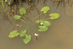 Sagittaria guayanensis