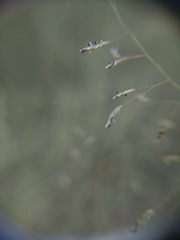Eragrostis trichodes