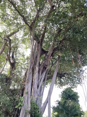 Ficus benghalensis