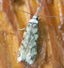 Endrosis sarcitrella