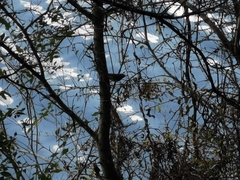 Geothlypis tolmiei