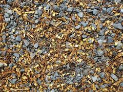 Pinus contorta contorta