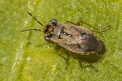 Geocoris pallens