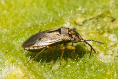 Geocoris pallens