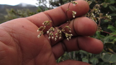 Valeriana laurifolia