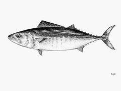 Striped Bonito photo 3