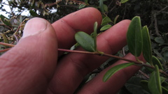 Valeriana laurifolia