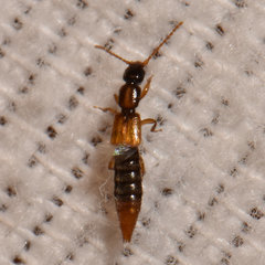 Lobrathium collare