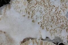 Trechispora mollusca