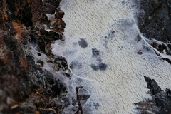 Trechispora mollusca