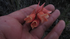 Stenorrhynchos vaginatum