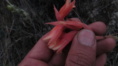 Stenorrhynchos vaginatum