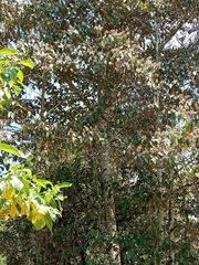 Chrysophyllum oliviforme