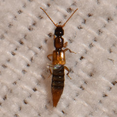 Lobrathium collare