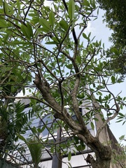 Plumeria rubra