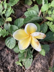 Plumeria rubra