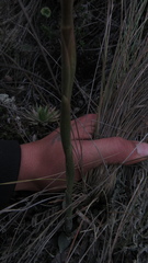 Stenorrhynchos vaginatum