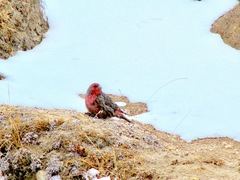 Carpodacus rubicilloides