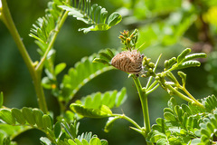 Leptotes trigemmatus