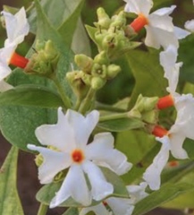 Nyctanthes arbor-tristis