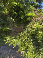 Araucaria bidwillii