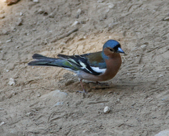 Fringilla coelebs schiebeli