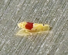 Eratoneura osborni