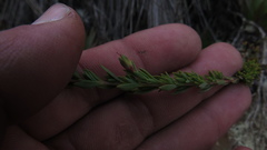 Hypericum humboldtianum