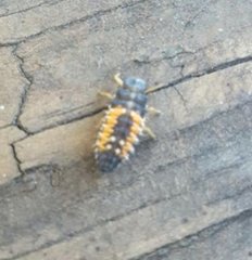 Harmonia axyridis