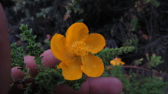 Hypericum goyanesii
