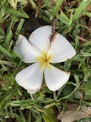 Plumeria obtusa