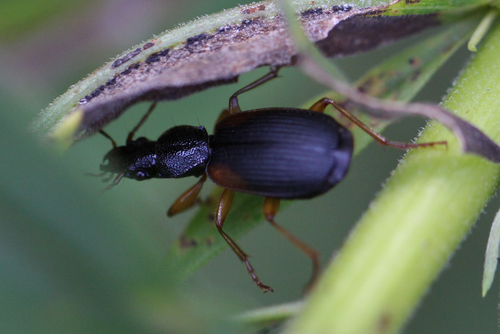 Red-shouldered Harp Ground Beetle