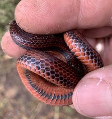 Adelphicos nigrilatum