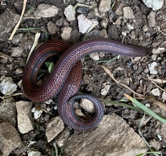 Adelphicos nigrilatum