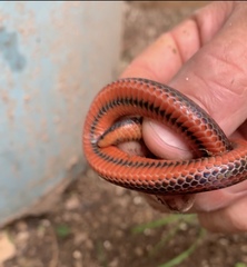 Adelphicos nigrilatum
