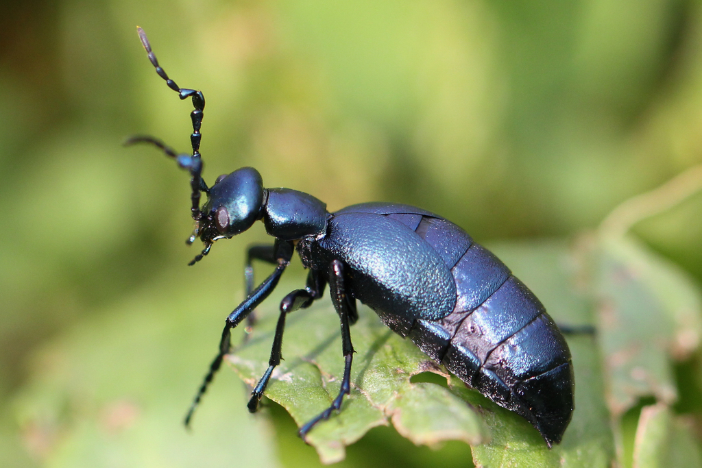 Buttercup Oil Beetle (Meloid Beetles of the United States