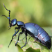 Buttercup Oil Beetle - Photo (c) Brad Walker, some rights reserved (CC BY-NC), uploaded by Brad Walker