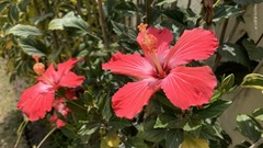 Hibiscus rosa-sinensis