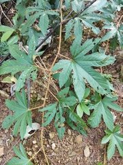 Rubus reflexus
