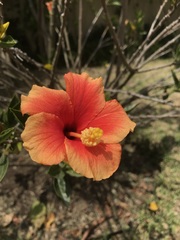 Hibiscus rosa-sinensis