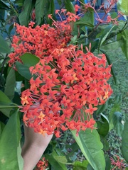 Ixora chinensis