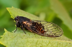 Plerapsalta multifascia