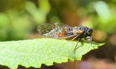 Plerapsalta multifascia