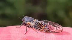 Plerapsalta multifascia